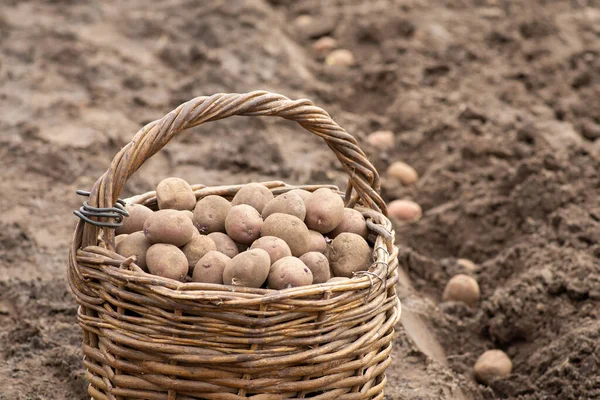 Planting potato at home. Basket with potato on the background of row of potatoes in holes