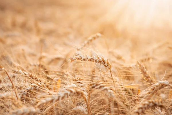 日没時の大麦の耳 夕日に照らされた大麦の熟した黄金の小花のクローズアップ写真 — ストック写真