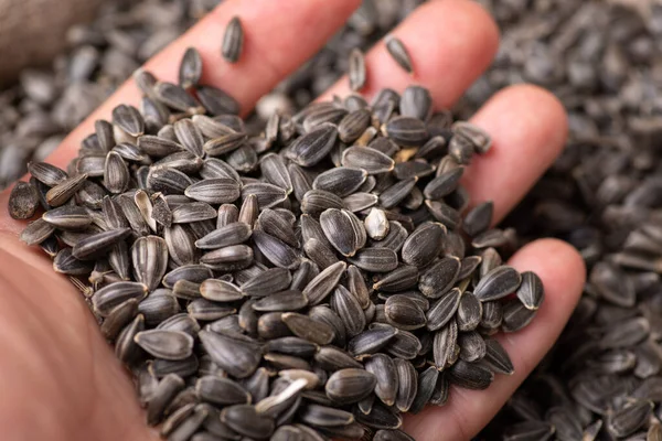 Hand of a person holding sunflower seeds in it`is hand. Checking sunflower grain, high-quality seeds