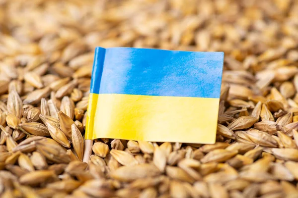 Drapeau Ukraine Sur Grain Orge Concept Culture Orge Ukraine — Photo