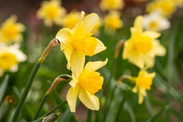 Yellow Narcissus Garden Blooming Narcissus Stock Image