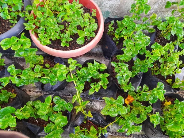 Agricultura Plantas Espinacas Macetas Plástico Negro — Foto de Stock