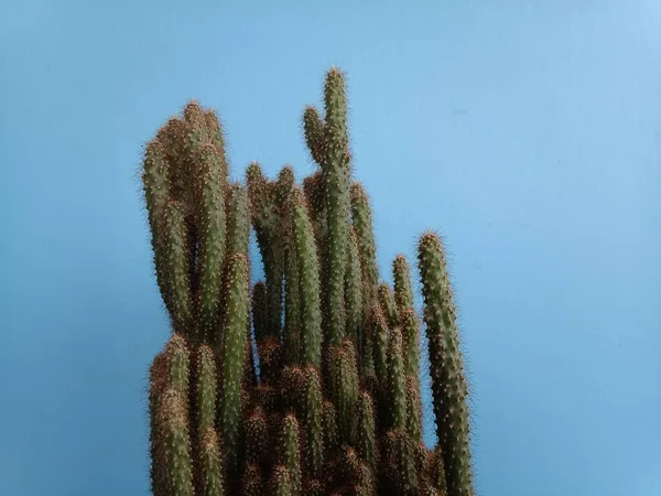 Cactus Plant Pot Blue Background — ストック写真