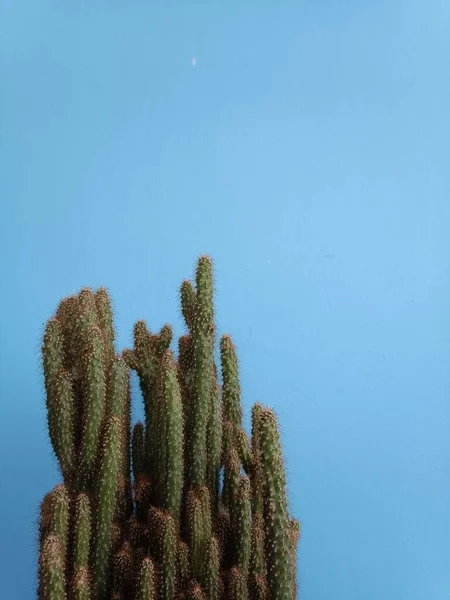 Pianta Cactus Vaso Fondo Blu — Foto Stock