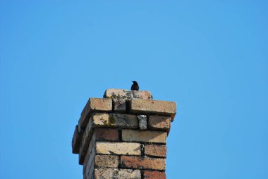 white chickens on green grass in a private yard