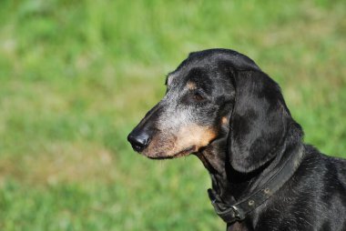 white chickens on green grass in a private yard