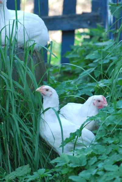 Pollo Bianco Giardino — Foto Stock
