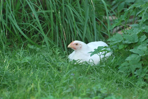 white chickens on green grass in a private yard