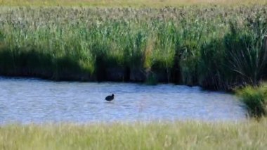 A bright blue lake with high reed and grass with pond bird standing in the water 4K video