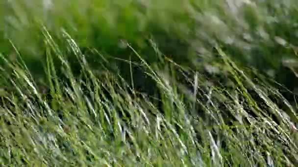 Fresh Green Lake Grass Swinging Wind Video Close — Wideo stockowe
