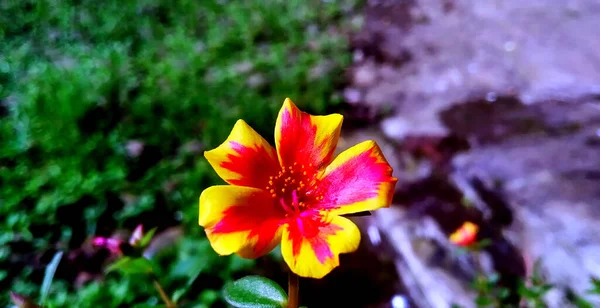 Foto Hermosas Flores Que Florecen Página Inicio Rojo Amarillo Con — Foto de Stock