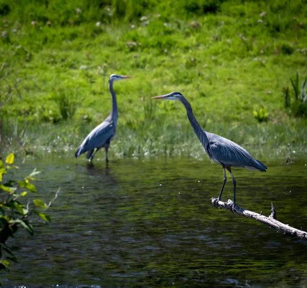 Two Great Blue Herons River One Perched One Wading — Stock Photo, Image