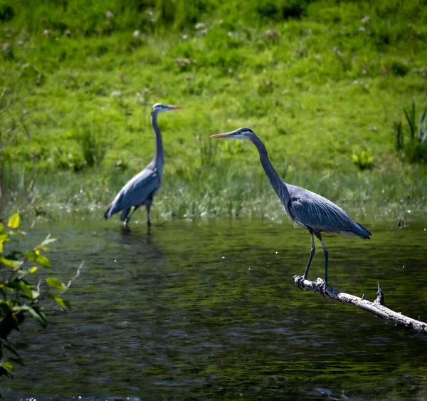 Dos Grandes Garzas Azules Río Una Encaramada Otra Vadeando — Foto de Stock