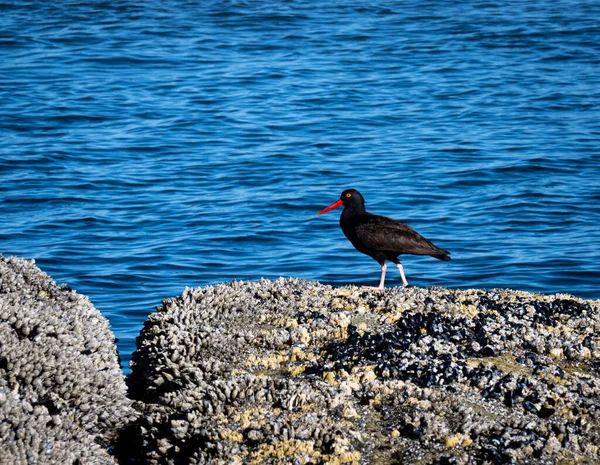 Impressionante Apanhador Ostras Preto Nas Rochas Hug Point Oregon — Fotografia de Stock