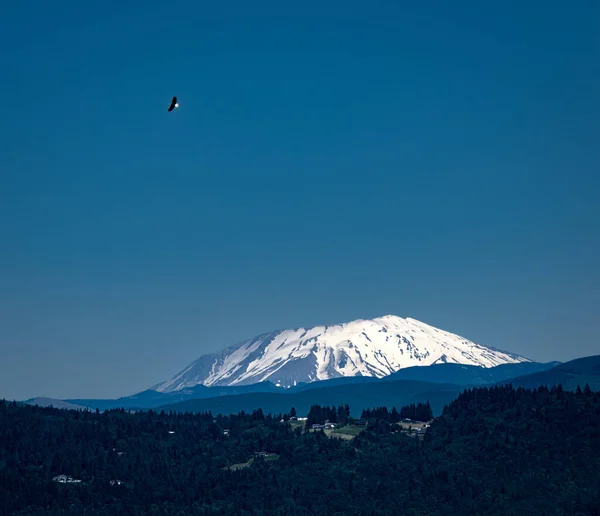 View Snow Covered Mount Helens Eagle Soaring Overhead — Foto de Stock