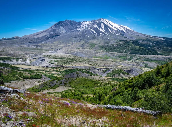 Panoramic View Mount Helens Johnson Ridge Observatory Wildflowers — Foto de Stock