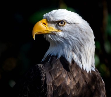 A close-up view of a bald eagle's head showing wonderful eye and beak detail