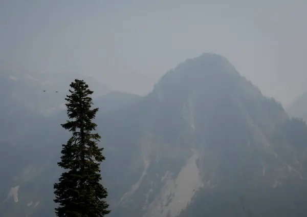 Humo Incendio Forestal Que Oscurece Una Montaña Con Pájaros Árboles — Foto de Stock