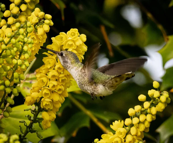 Zbliżenie Kolibra Anny Unoszące Się Karmiące Jasnożółtych Kwiatów — Zdjęcie stockowe