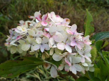 Çiçek açmış bir ortanca çiçeğinin yakınında. Hydrangeaceae familyasından bir bitki türü..