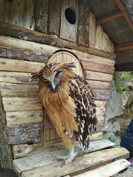 Owl Standing Front Cage Sleepy One Eye Closed — Zdjęcie stockowe