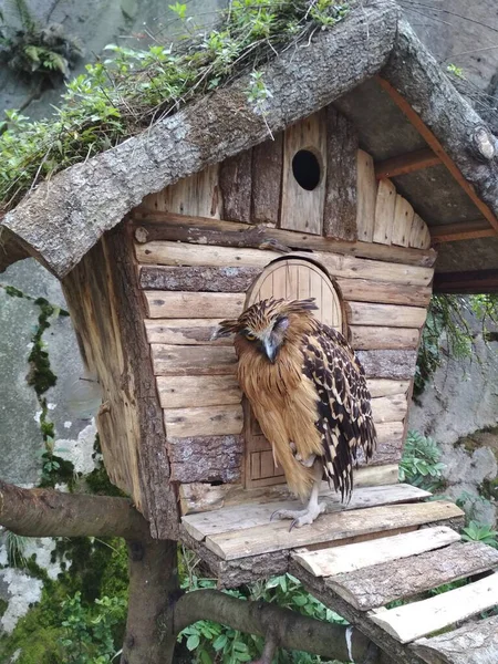 Owl Standing Front Cage Sleepy One Eye Closed — Zdjęcie stockowe