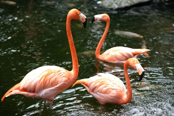 Three Pink Flamingo Long Neck Yellow Eyes Water Looking Fish — Stock Photo, Image