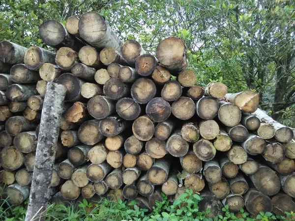 Oog Uitzicht Hoek Van Bomen Snijden Brandhout Uit Het Bos — Stockfoto