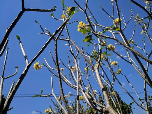 Niedriger Blickwinkel Auf Plumeria Bäume Über Blauem Himmel Bekannt Als — Stockfoto