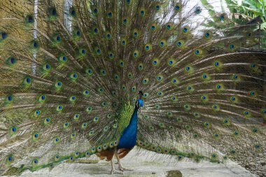 Peacock ya da Hint Peafowl güzel tüylerini gün ortasında gösteriş yapmak için dışarı açarak gösteriyor. Genellikle Mavi Peafowl olarak bilinir..