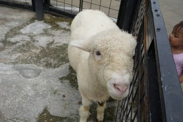 Face Cute White Lamb Looking You Desperately Cage Romney Sheep — Zdjęcie stockowe
