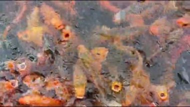 A group orange gold fish and red koi fish fighting for food. Farm and feeding nile tilapia (Cyprinus rubrofuscus) in the pond. Carp Koi fish.