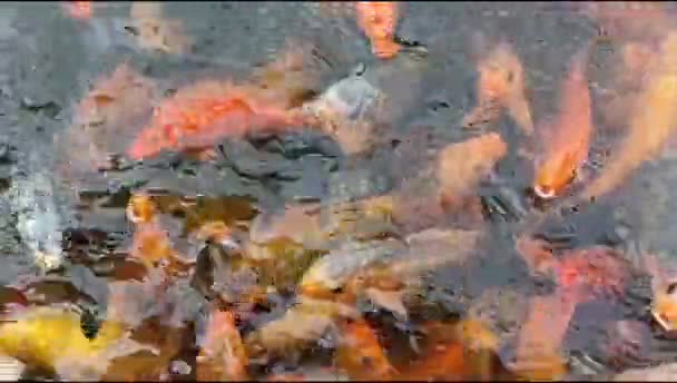 Group Orange Gold Fish Red Koi Fish Fighting Food Farm — Video Stock