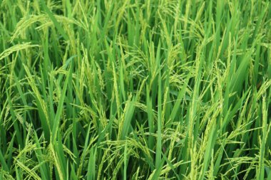 Doğa manzaralı güzel pirinç tarlası ya da bulanık yeşil arka planda bulutlu gökyüzü olan yeşil yapraklar. Manzara ekolojisi ve duvar kağıdı ve arkaplan için kopyalama alanı..