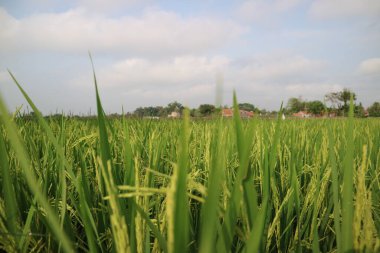 Doğa manzaralı güzel pirinç tarlası ya da bulanık yeşil arka planda bulutlu gökyüzü olan yeşil yapraklar. Manzara ekolojisi ve duvar kağıdı ve arkaplan için kopyalama alanı..