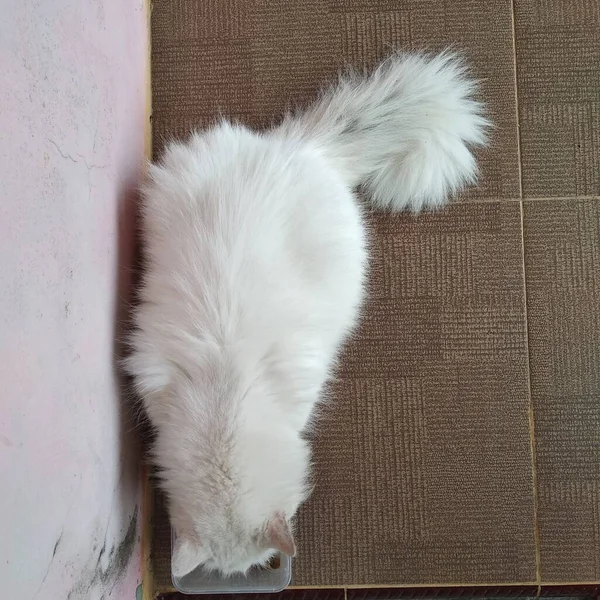プラスチック製の箱にドライフードを食べるふわふわの白い猫のトップビュー — ストック写真