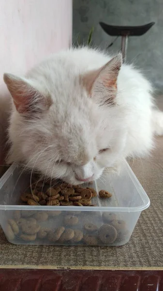 毛茸茸的白猫在塑料盒上吃干粮的镜头 — 图库照片