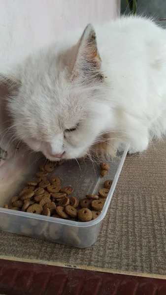 毛茸茸的白猫在塑料盒上吃干粮的镜头 — 图库照片