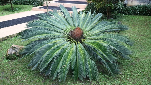Picture Sago Palm Flower Cycas Revoluta Garden Top Angle View — Stock Photo, Image