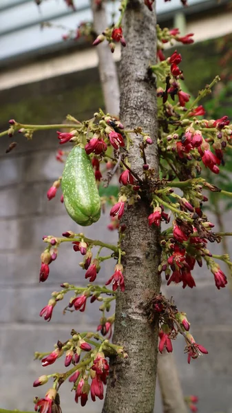 Blume Von Belimbing Wuluh Averrhoa Bilimbi Pflanze Hängt Baum Rot — Stockfoto