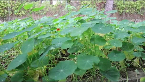 Narturtium Tropaeolum Plant Zwaait Wind Grond Een Geslacht Van Ongeveer — Stockvideo
