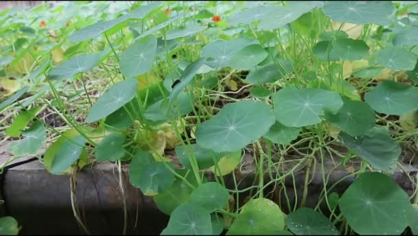 Narturtium Tropaeolum Plant Zwaait Wind Grond Een Geslacht Van Ongeveer — Stockvideo