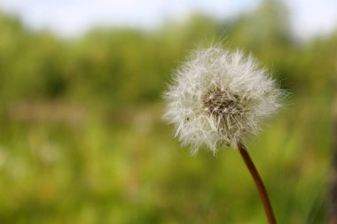 Karahindiba. Yeşil çimlerin üzerinde güzel beyaz bir çiçek. Güzel doğa.
