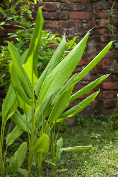 Turmeric Versatile Medecine Preventing Different Type Diseases — Stock fotografie