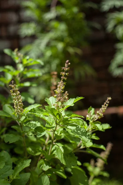Tulsi leaves have many disease-fighting properties. Many types of anti-inflammatory medicines are made from it.