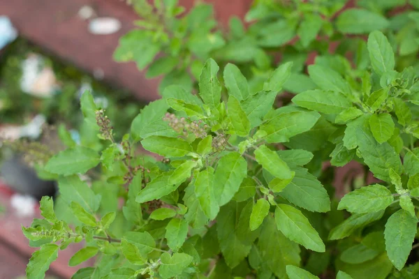 Tulsi leaves have many disease-fighting properties. Many types of anti-inflammatory medicines are made from it.