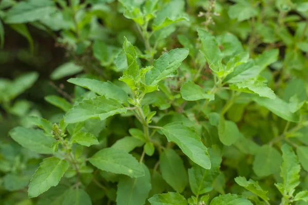 Tulsi leaves have many disease-fighting properties. Many types of anti-inflammatory medicines are made from it.