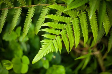 Fern plant in the Jungle or forest