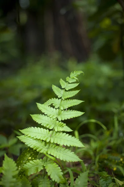 Fern plant in the Jungle or forest