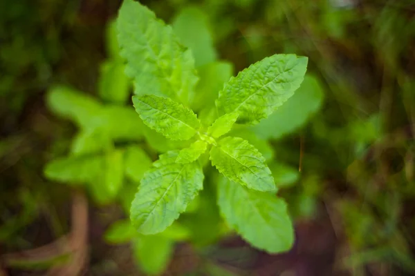 Holy basil or Tulsi An Ayurvedic Plant Tulsi has been used as a medicine in Hindu scriptures since ancient times.
